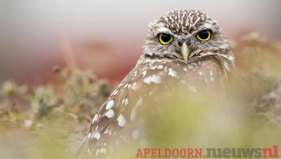 Het blijkt; nog lang niet iedereen besteld ‘zomaar’ bij een webwinkel