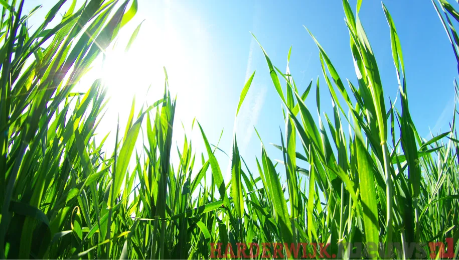 Klimaatcafé over klimaatadaptief en natuurinclusief op 17 januari