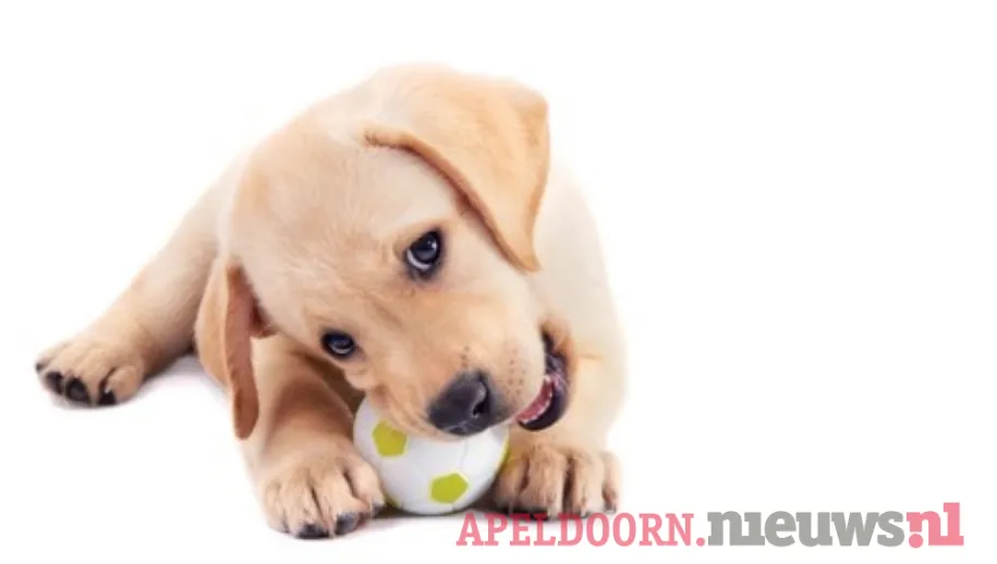 Praat mee over dierenwelzijn in onze gemeente