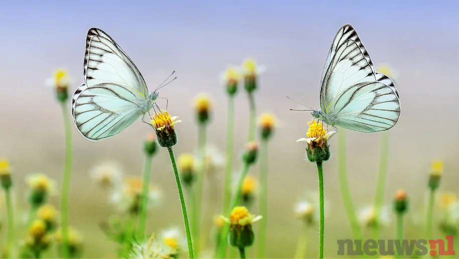 Vlinderstichting benieuwd naar telling na mager voorjaar
