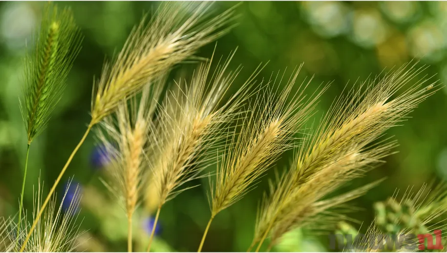 Koninklijke Hondenbescherming Petitie: bestrijding van grasaren