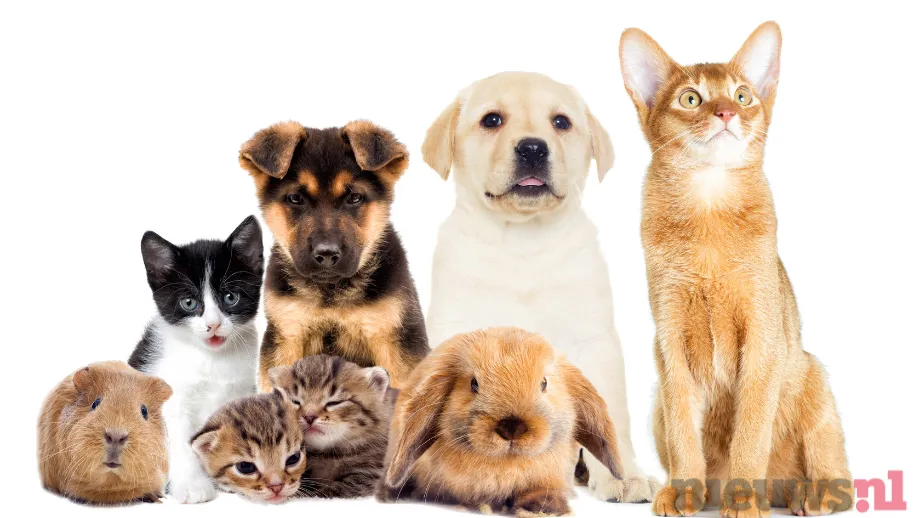 Hoe je huisdieren koel te houden tijdens deze warmte