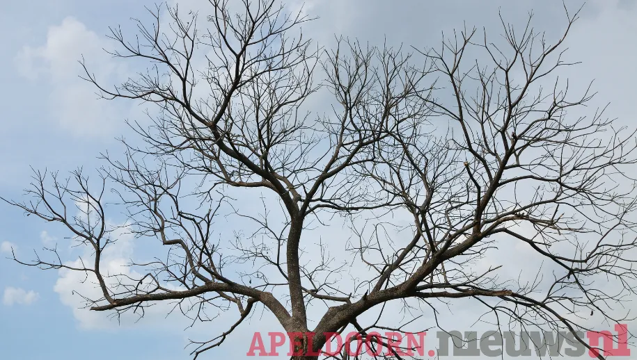 Dode bomen in Apeldoorn: College beantwoordt vragen