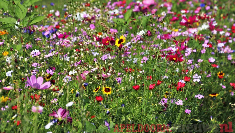 IVN Route Wilde flora en biodiversiteit in Berg en Bos