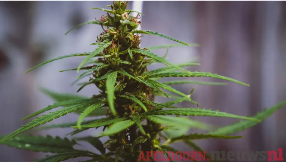 Hennepkwekerij ontdekt door flatbrand Lekstraat maandagmiddag