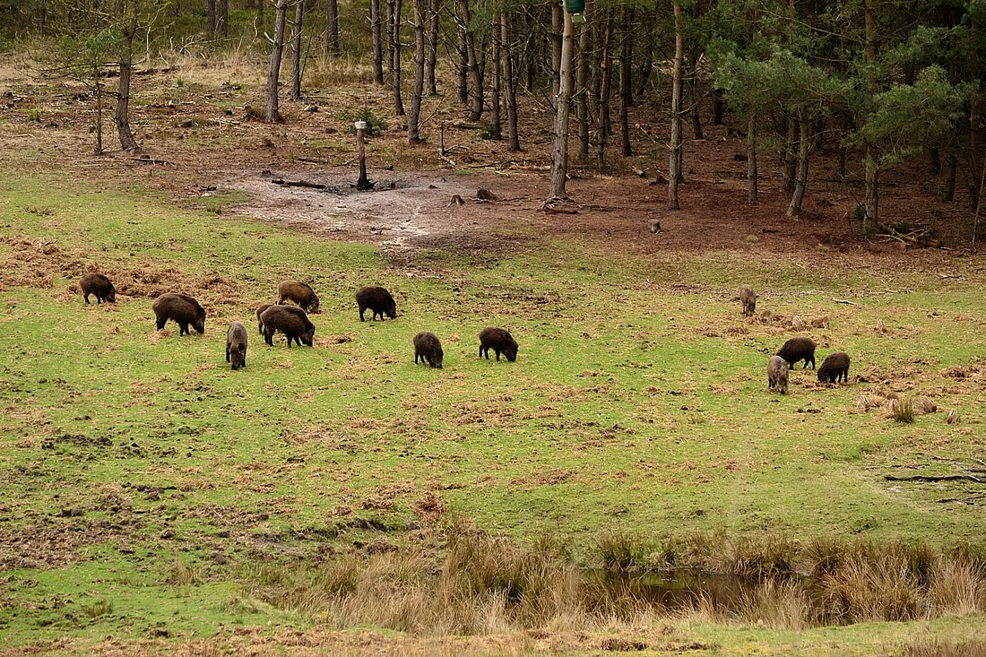 wilde zwijnen wildkijken staatsbosbeheer