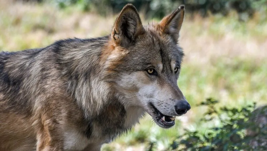 wolf 2 christels pixabay 915x518 1