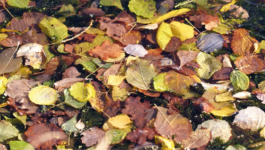 Apeldoorn gestart met blad opruimen