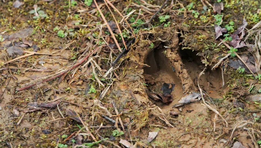 Buitenlucht in en diersporen zoeken in de natuur