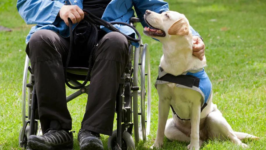 geleidehond