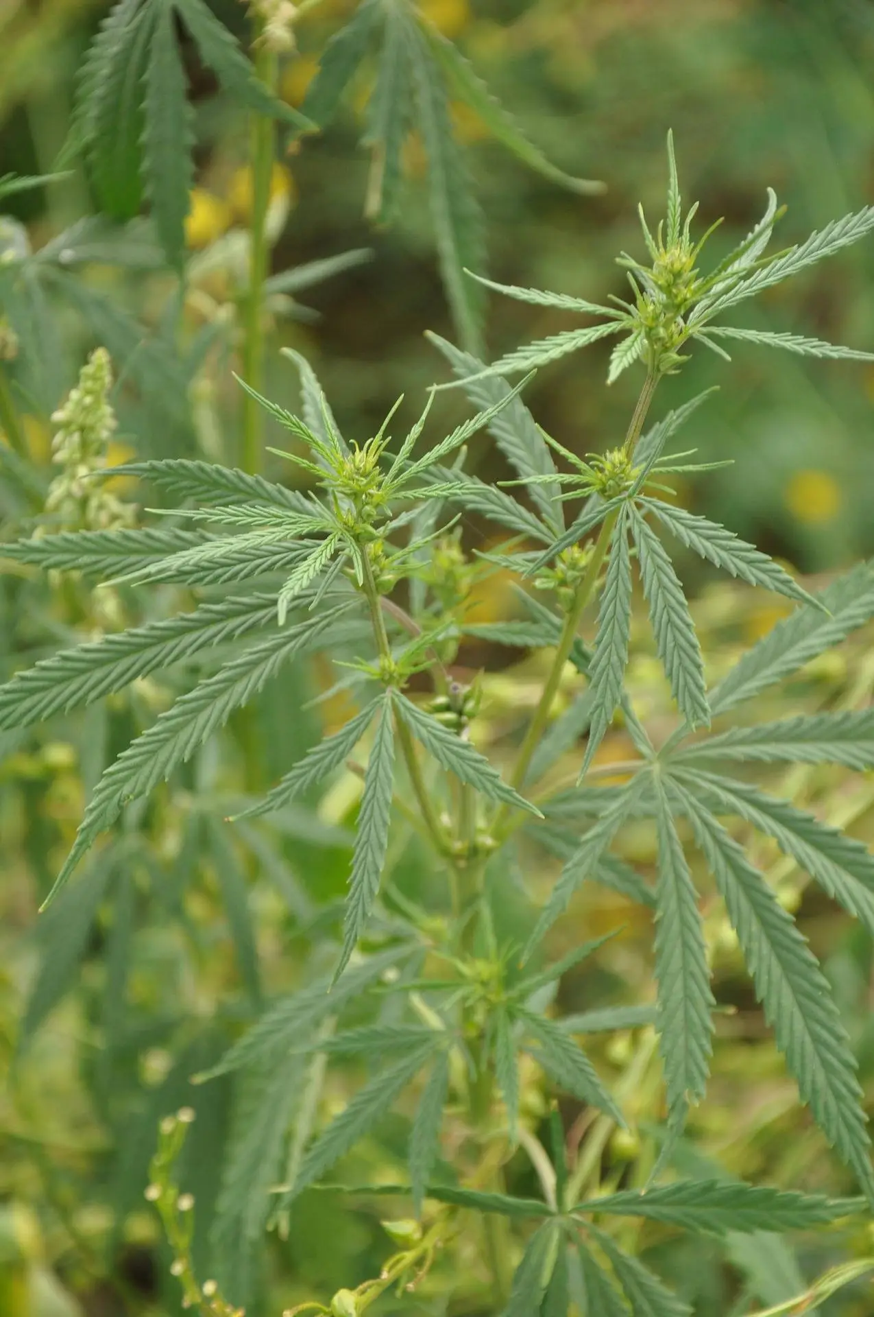 tatutati-hemp-3555140_1920 illustratie