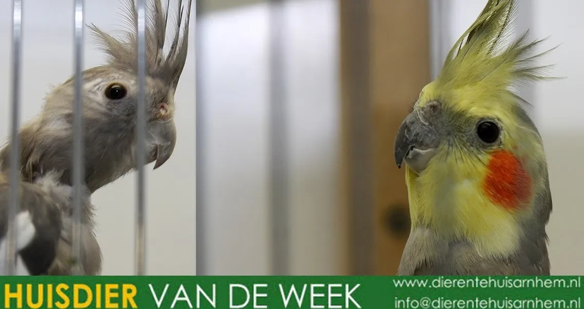 agoss tinus dierentehuis arnhem eo