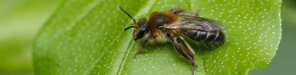 bijeis kenniscentrum insectenandrena barbilabris 20160516 f leiden ankerpark60635