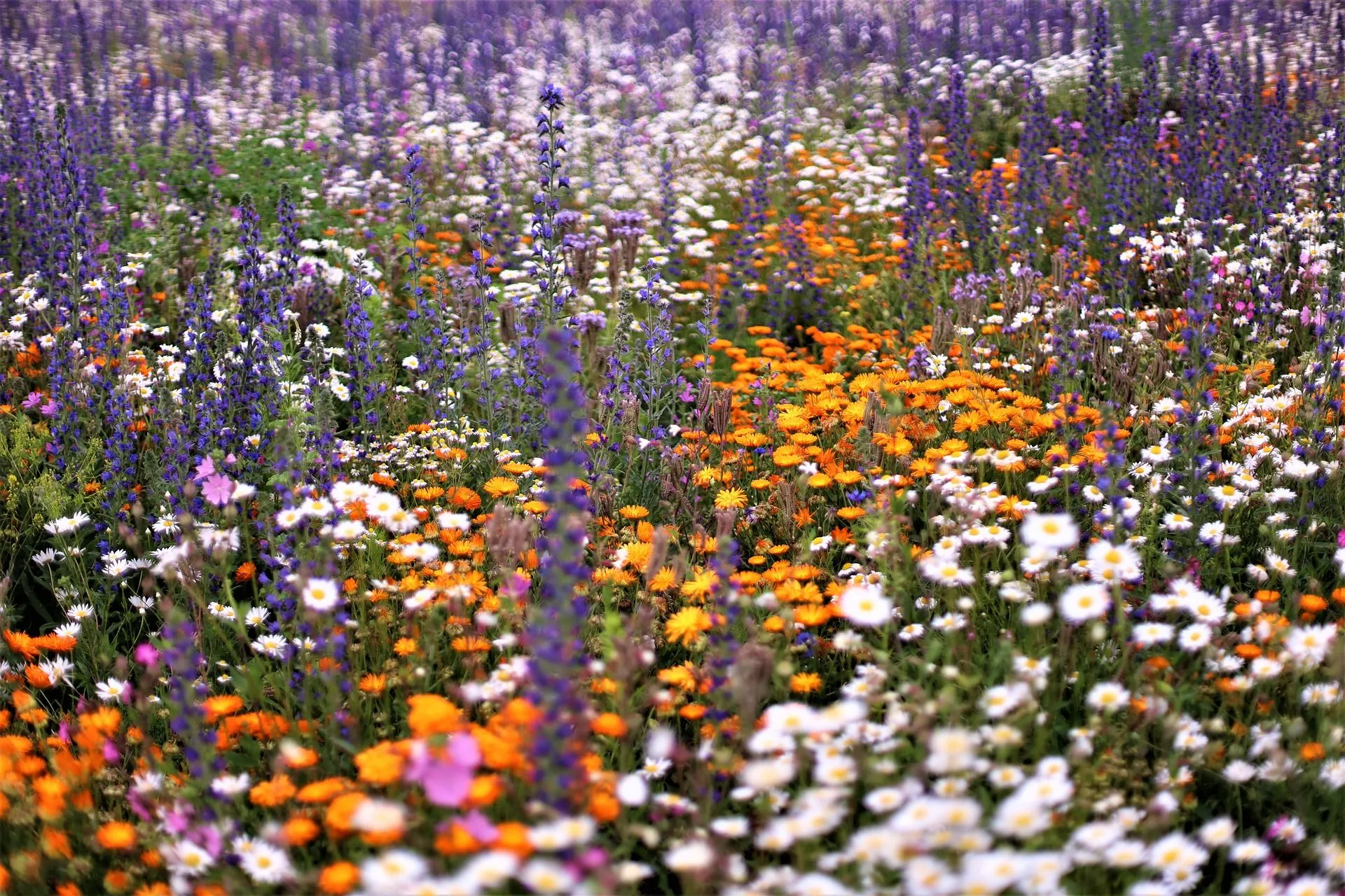 biodiveriteitpixabaybluhwiese 5299201 1920