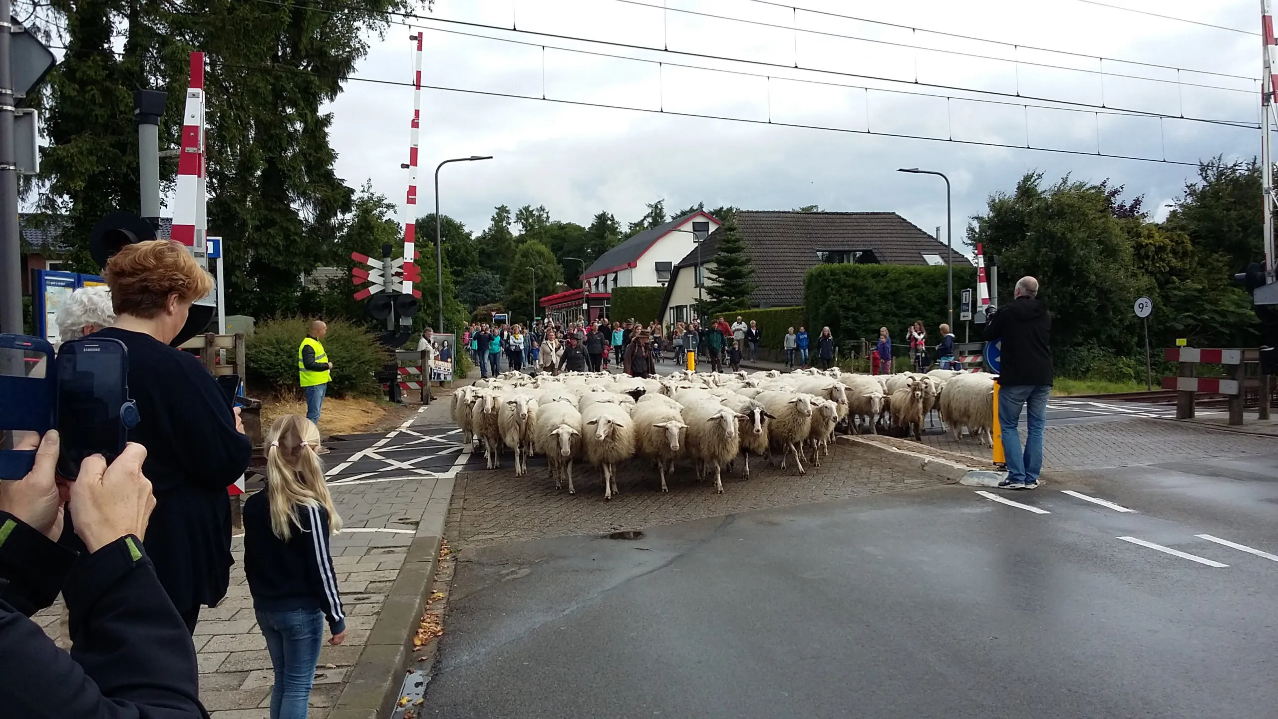 bonte schaap festival intocht bij spoorwegovergang scaled