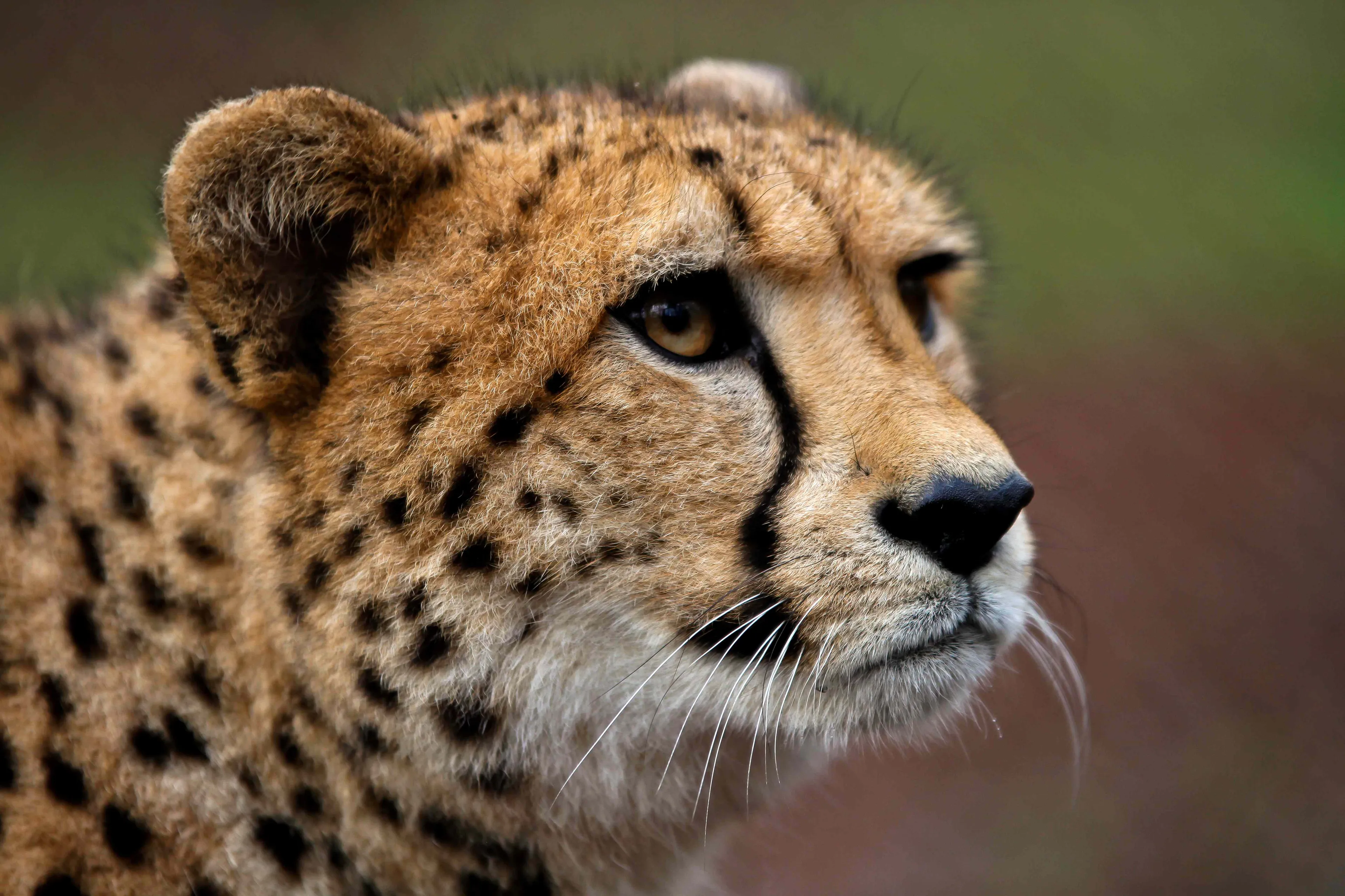 cheeta 3