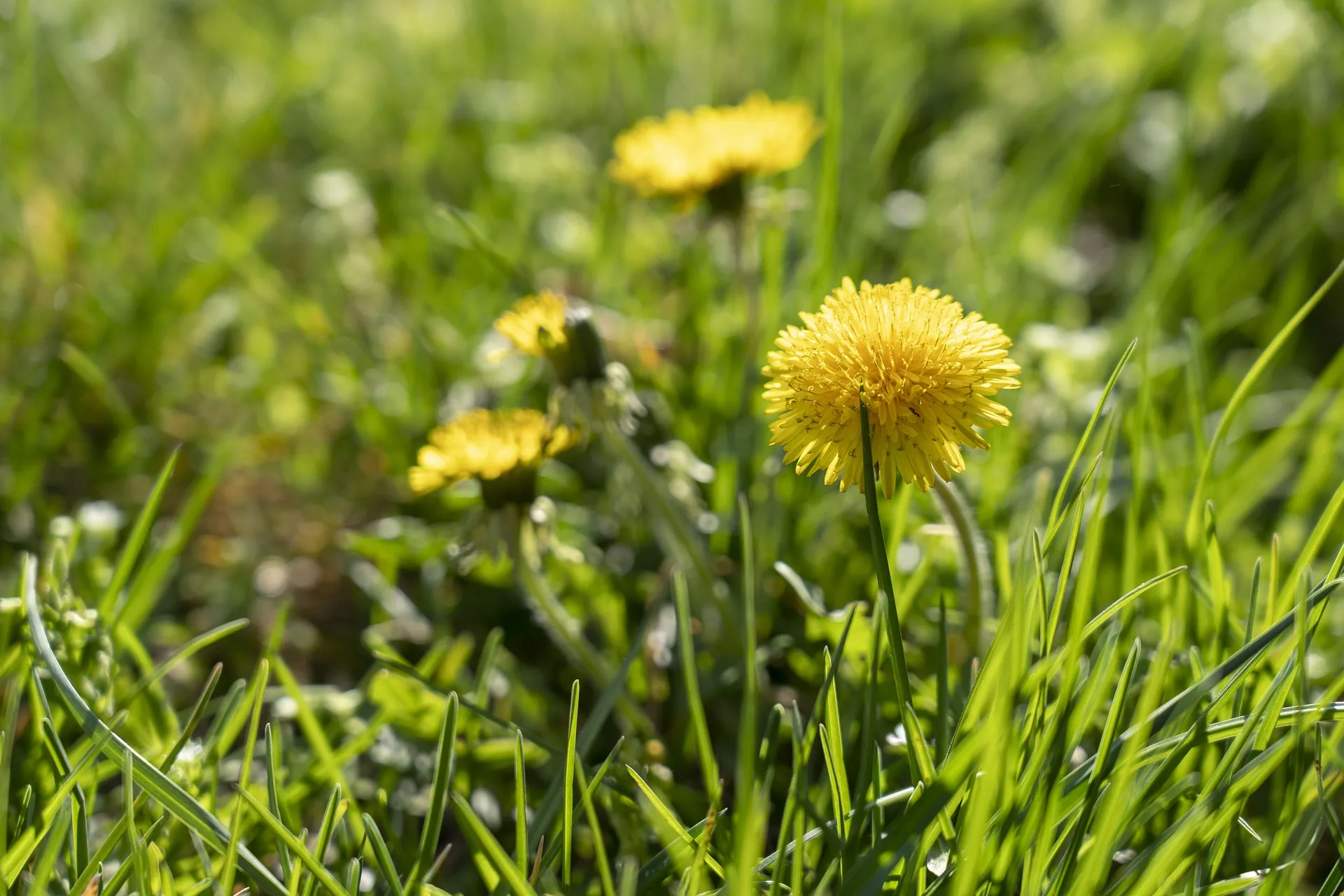 dandelion 5037607 1920