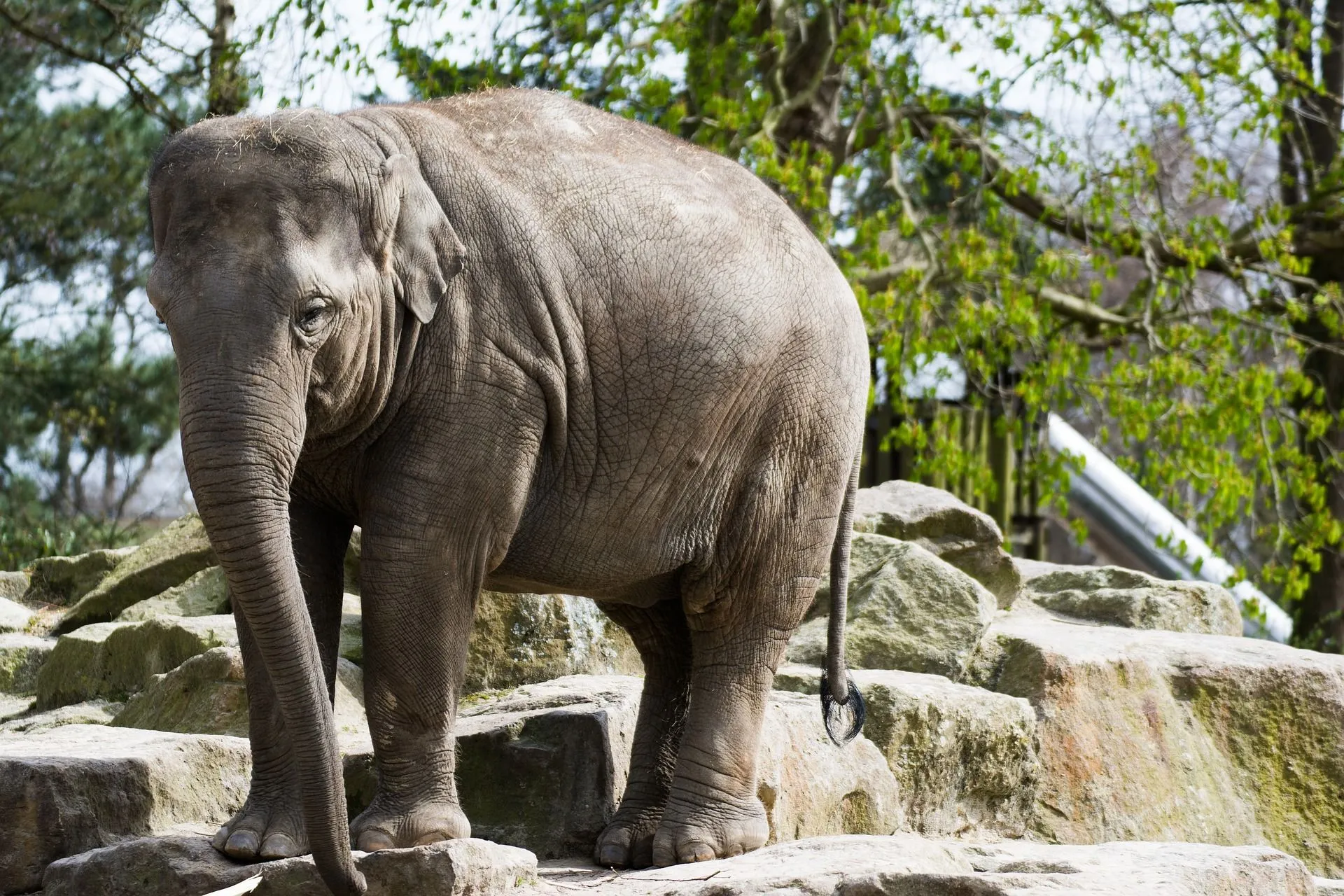 dierenparkemmenelephant 2082652 1920