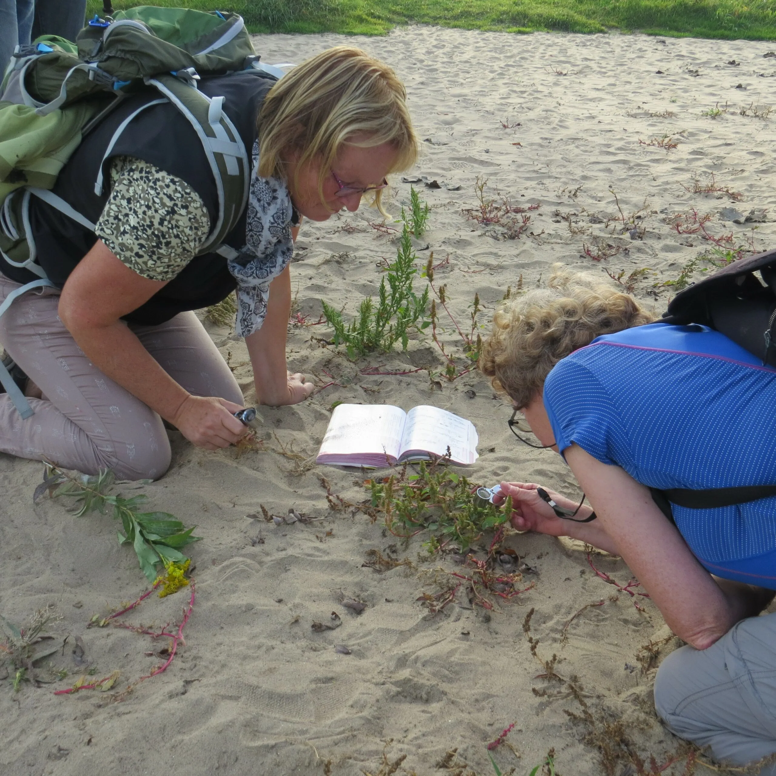 foto wil wamelink wildeplantencursus 2023 scaled