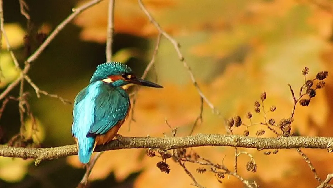 ijsvogel ivn landelijk