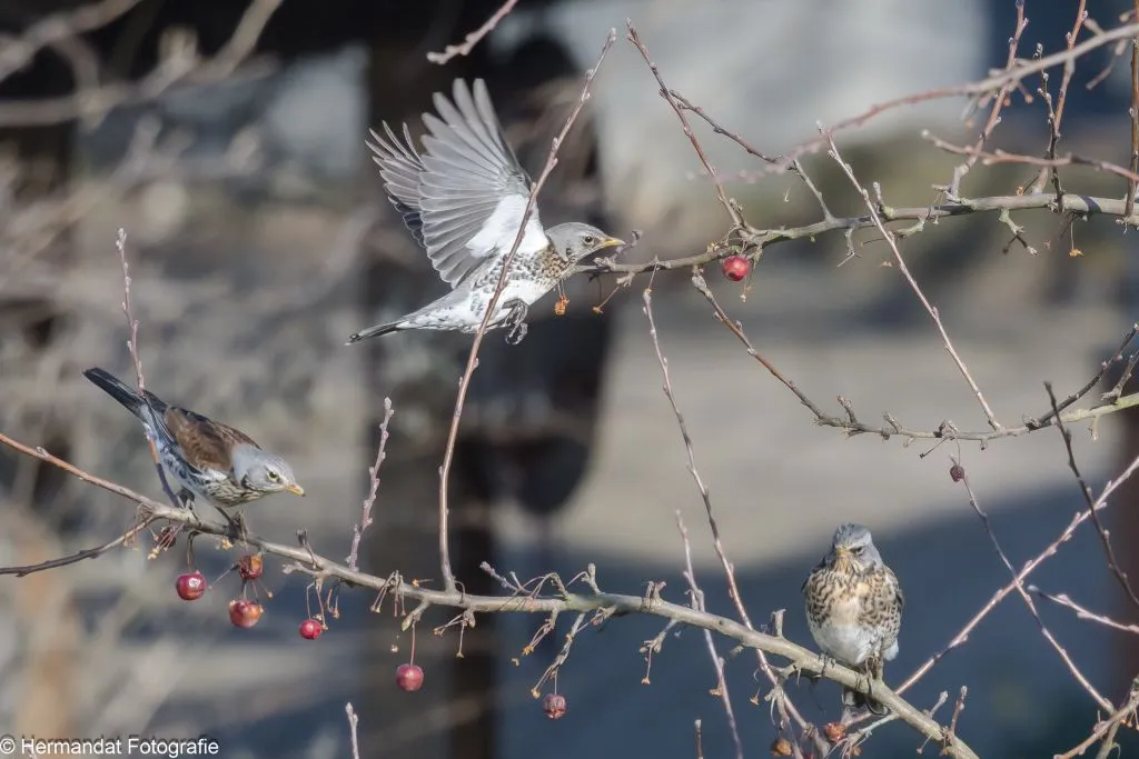 ivnrijnwaalkramsvogels aan het ontbijt 9109