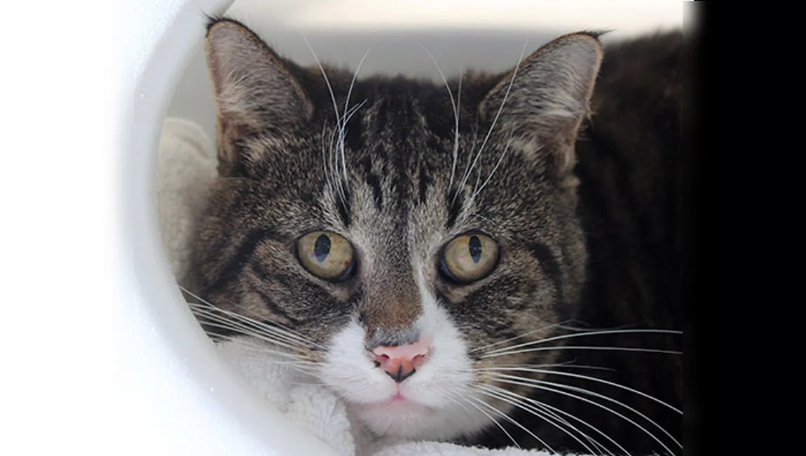 puck dierentehuis arnhem en omstreken