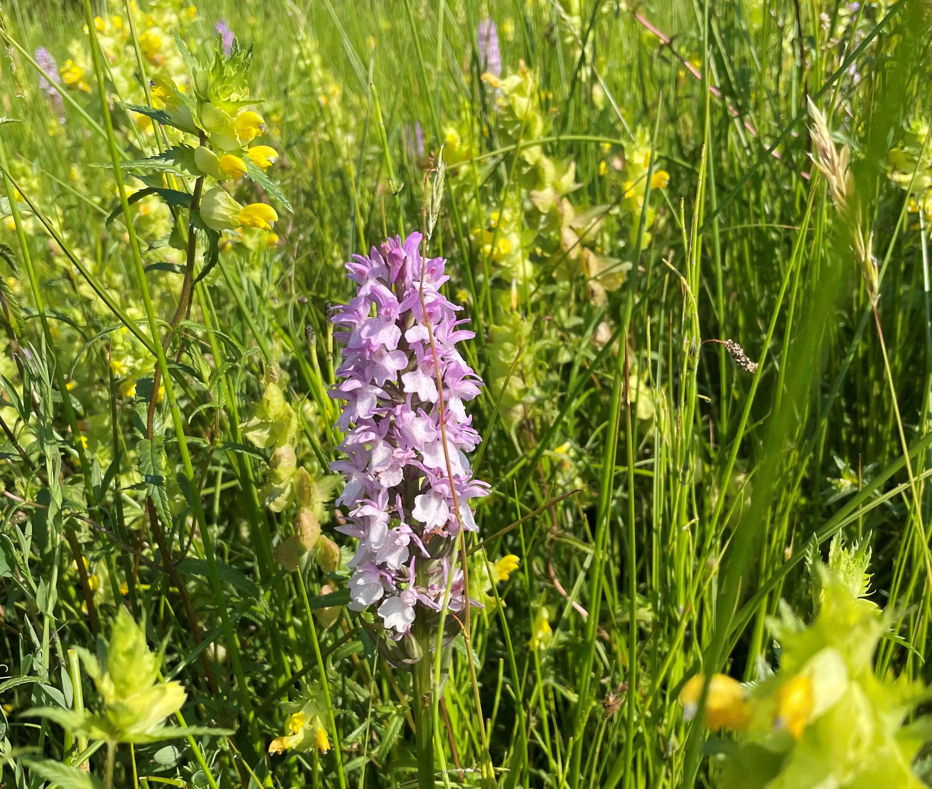 wilde planten cursusknnv img 8521