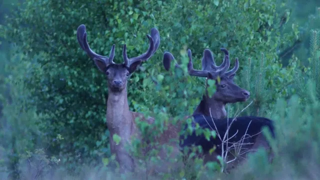 damhertenivn oostveluwe1