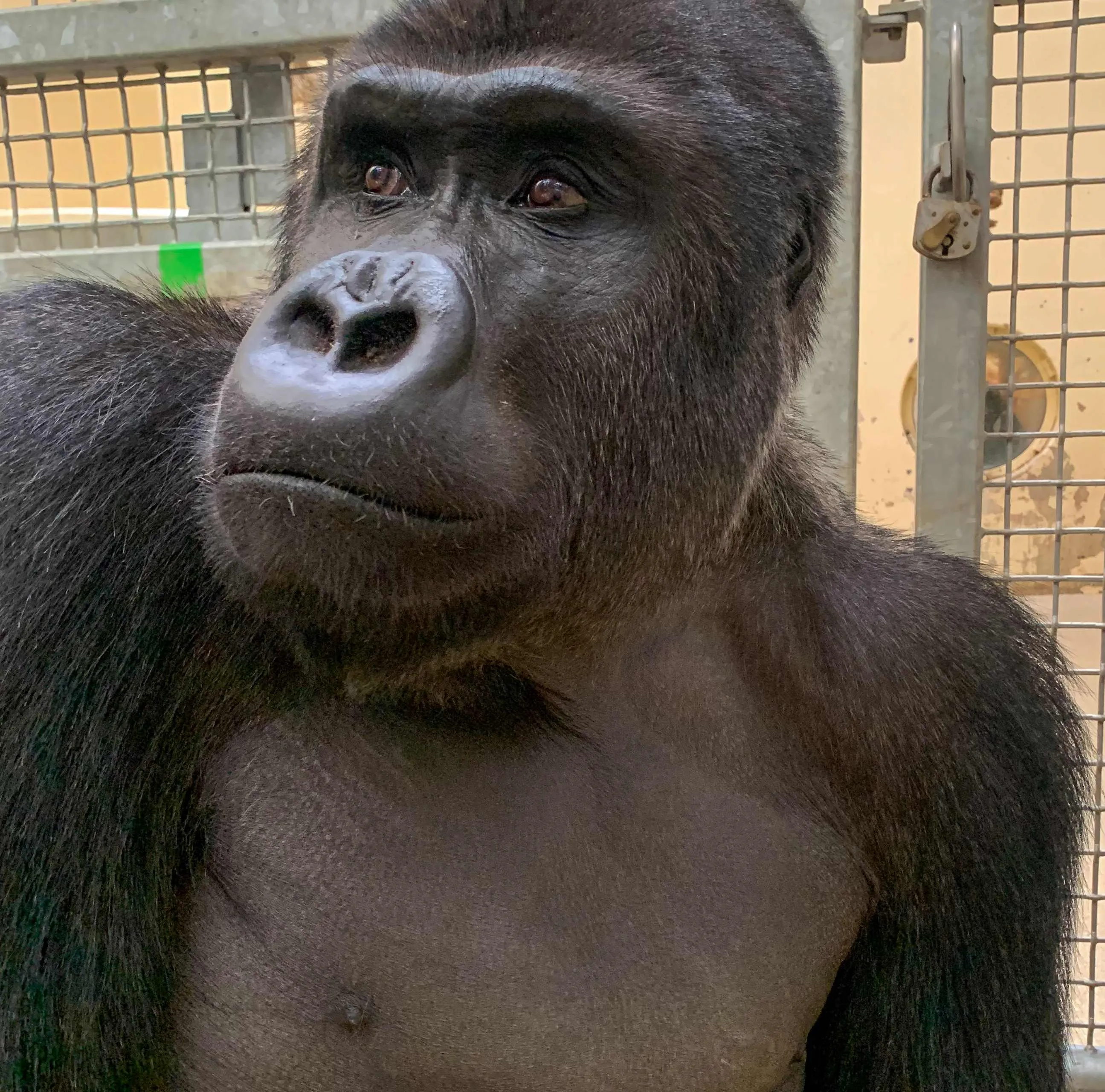 gorillamannetje ruben huis in t veld koninklijke burgers zoo3