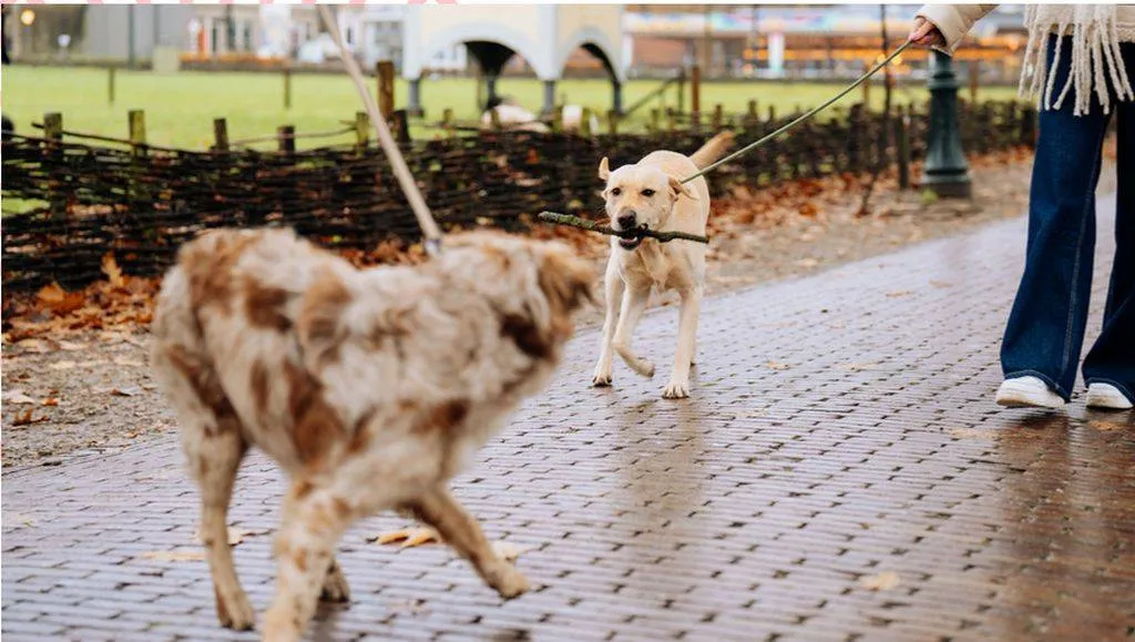 Met hond wandelen. Nederlands Openluchtmuseum