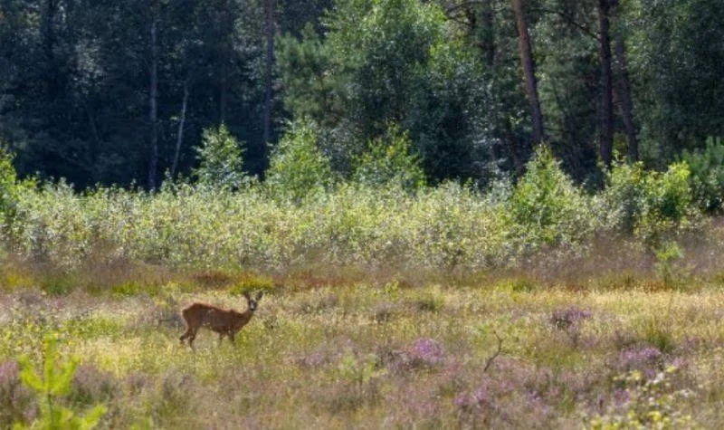 Zeldzame bijen bevers en de patrijs gespot in Arnhem - Gemeente Arnhem
