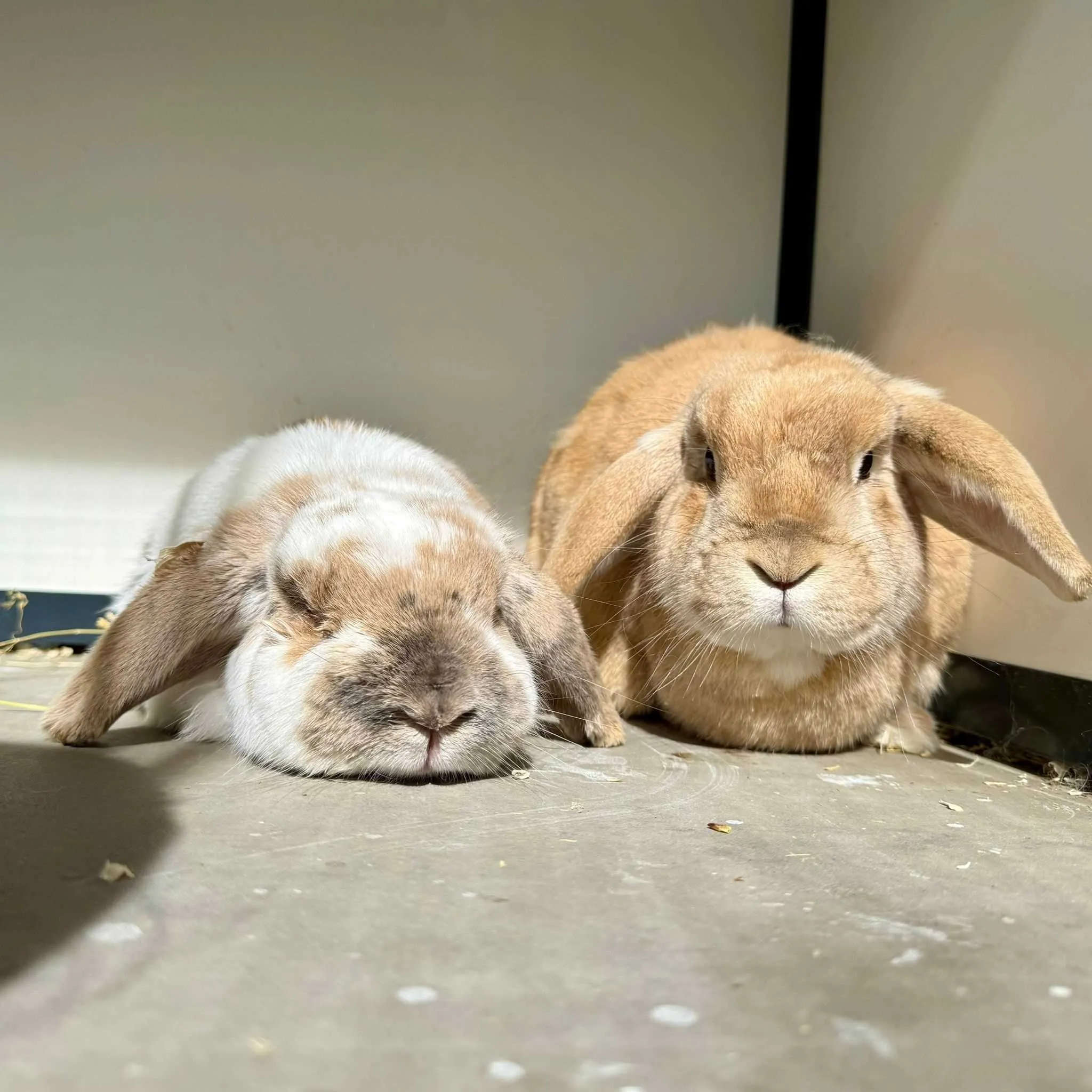 Major-Piet-0605-Bob-0606