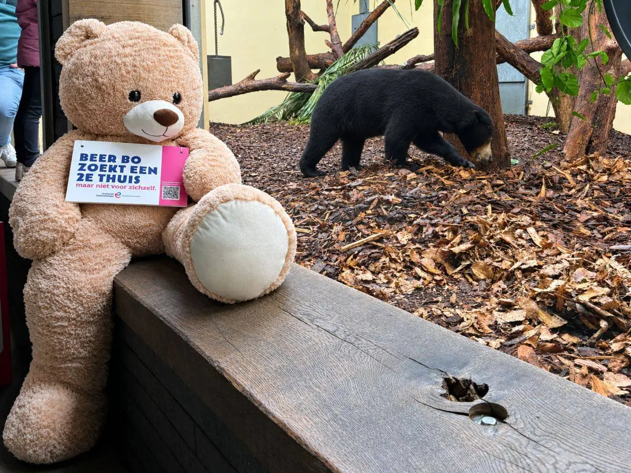 1 Beer Bo zoekt een 2e thuis - Burgers Zoo