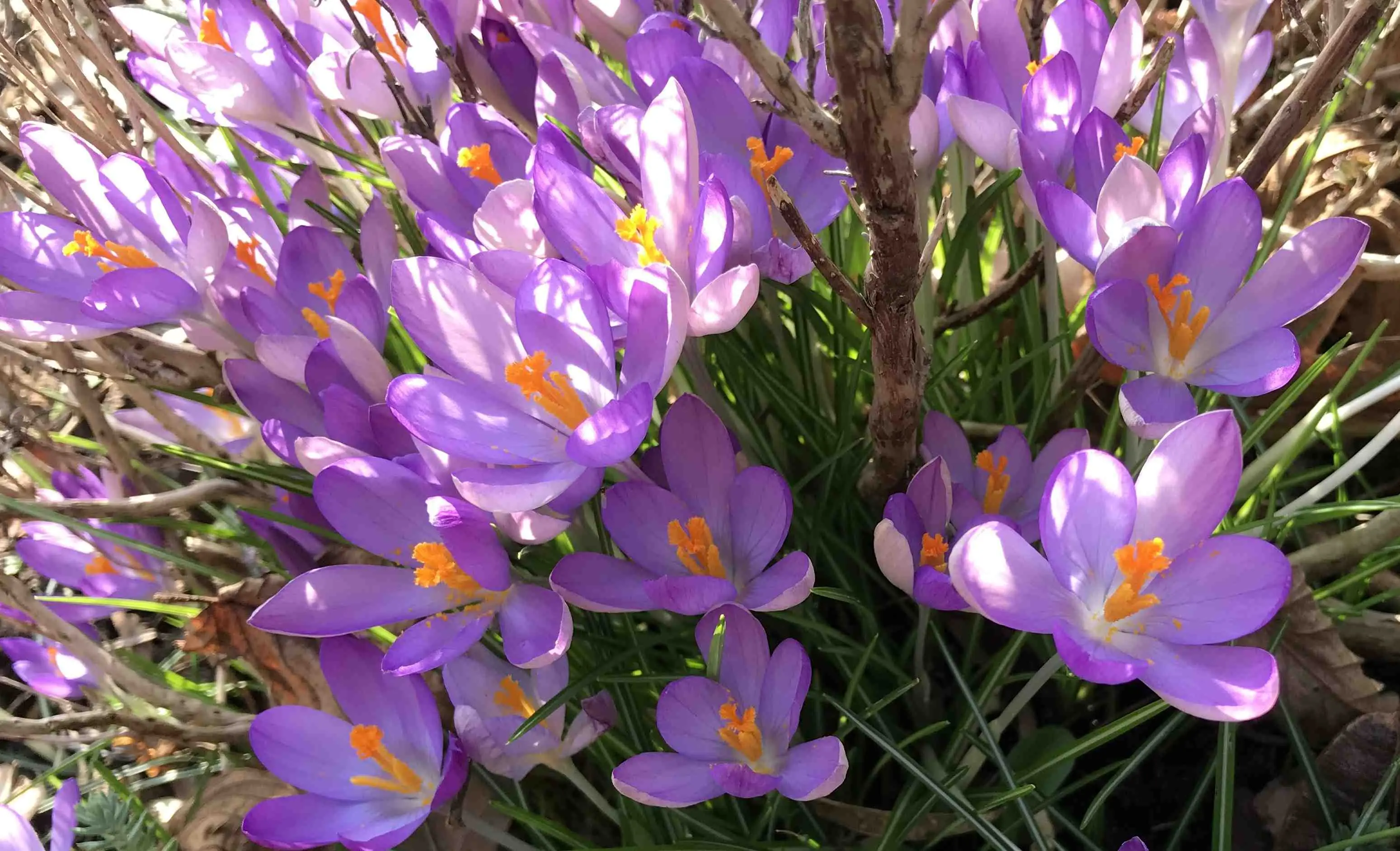 Bijenlint.crocussen