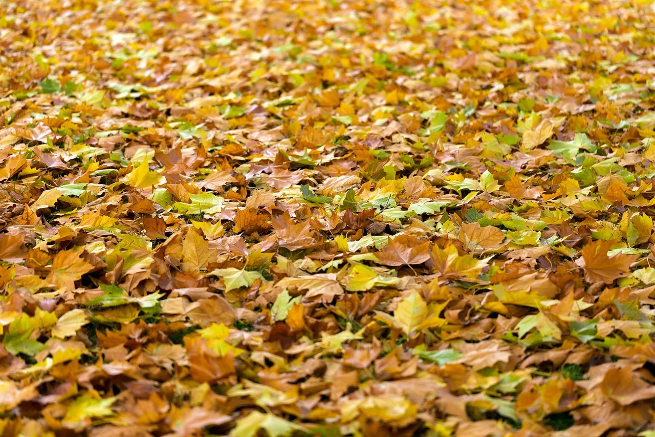 autumn 940401 1280 herfst bladeren no longer here from pixabay