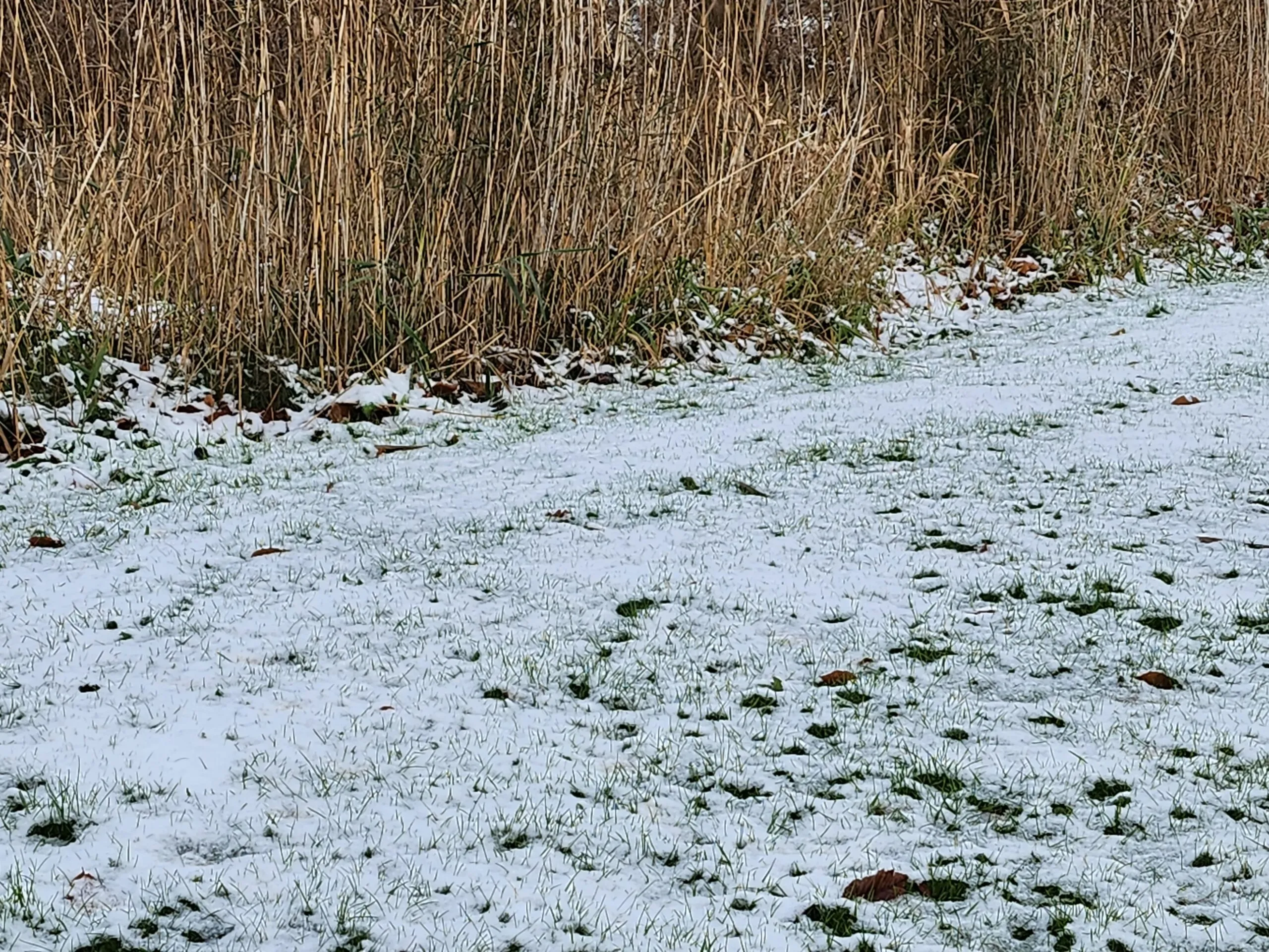 sneeuw gras scaled