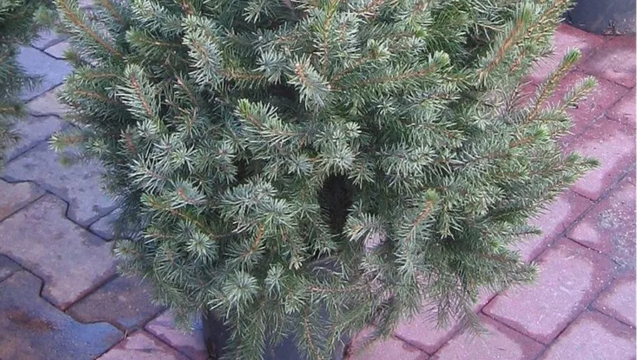 kerstboom cc bysa 30 rasbak wikipedia commons 915x518 1