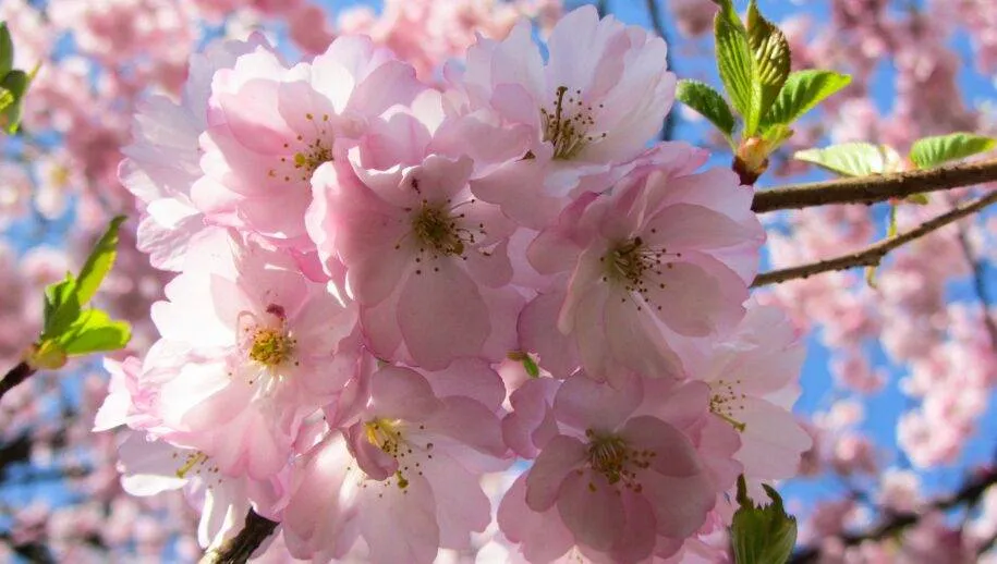 nature g6af730710 1920 lente bloesem bloemen 915x518
