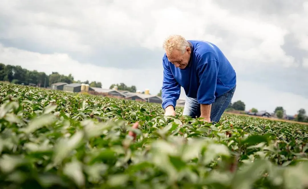 dr-drentselelieteler