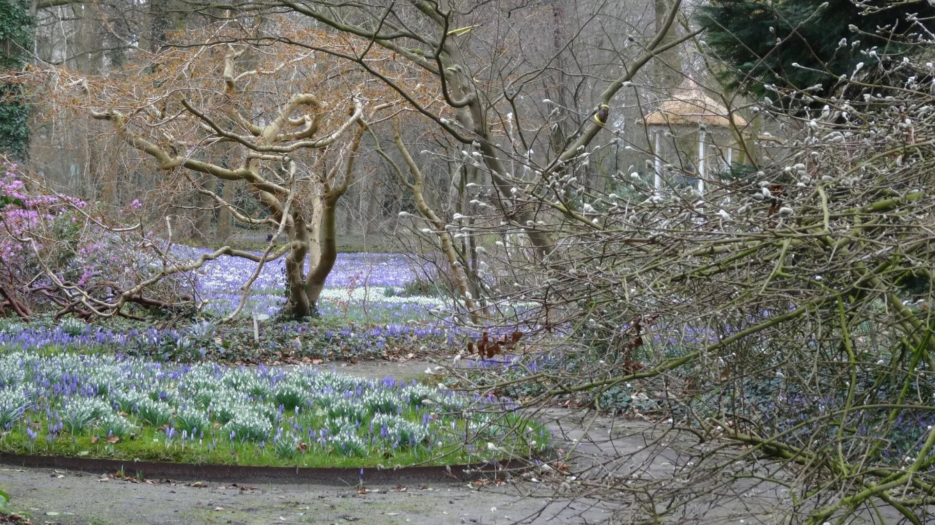 Krokuswandelingen op landgoed Overcingel