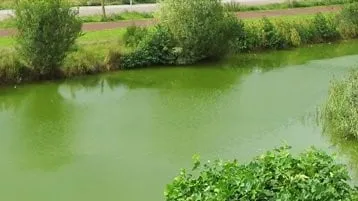 blauwalg