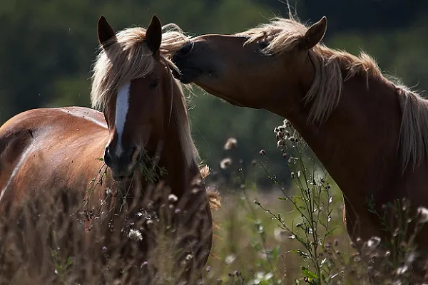 paarden