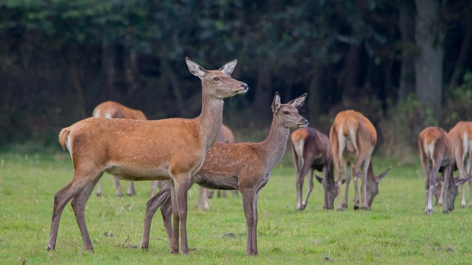 wildkansel natuurcentrum1