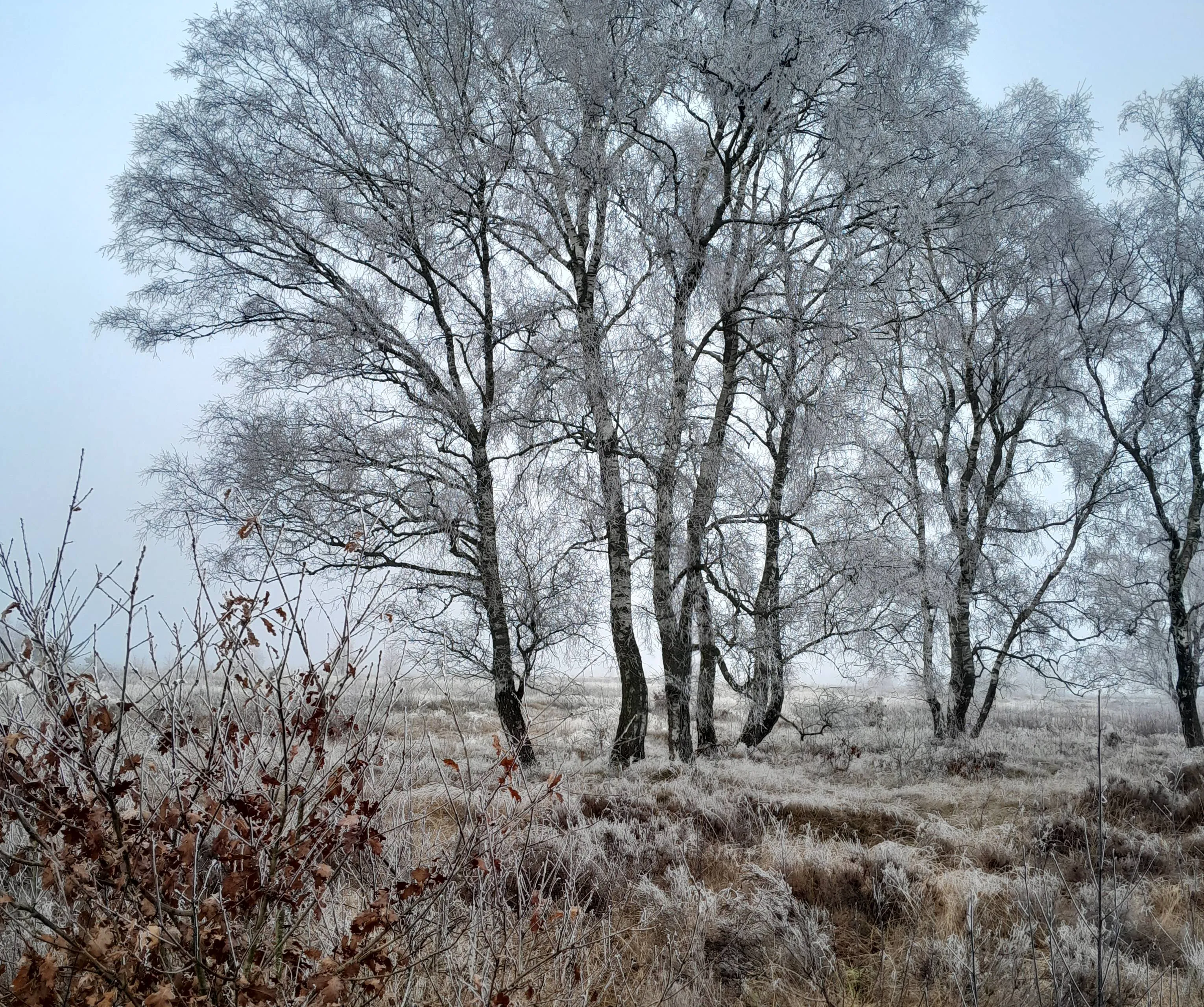 20250120 boom op hei met rijp nc veluwe