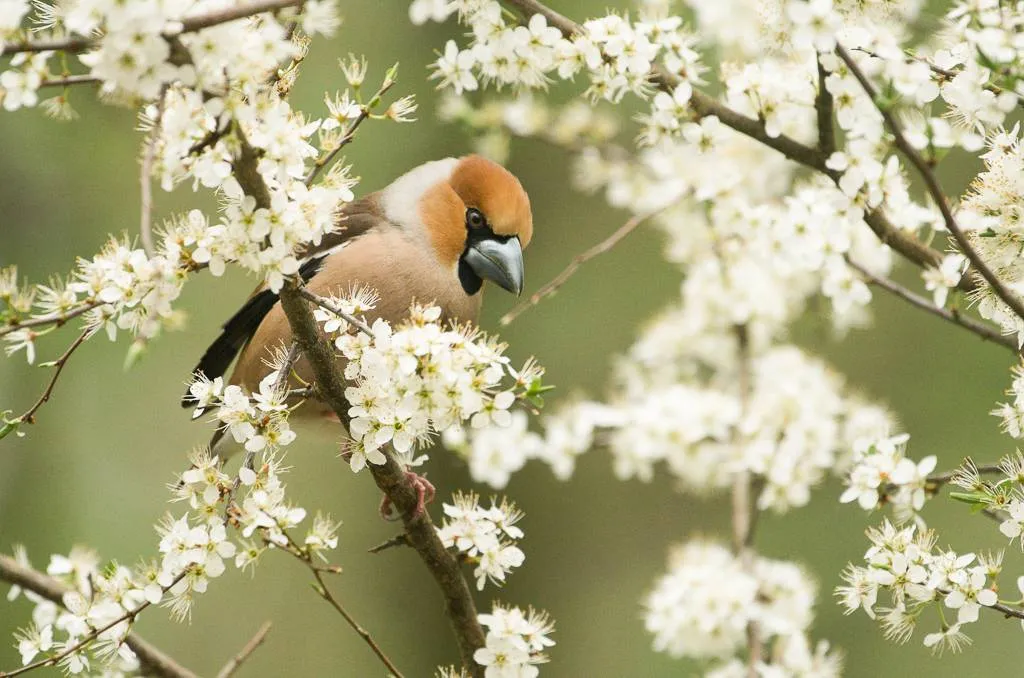 Appelvink Bendiks Westerink