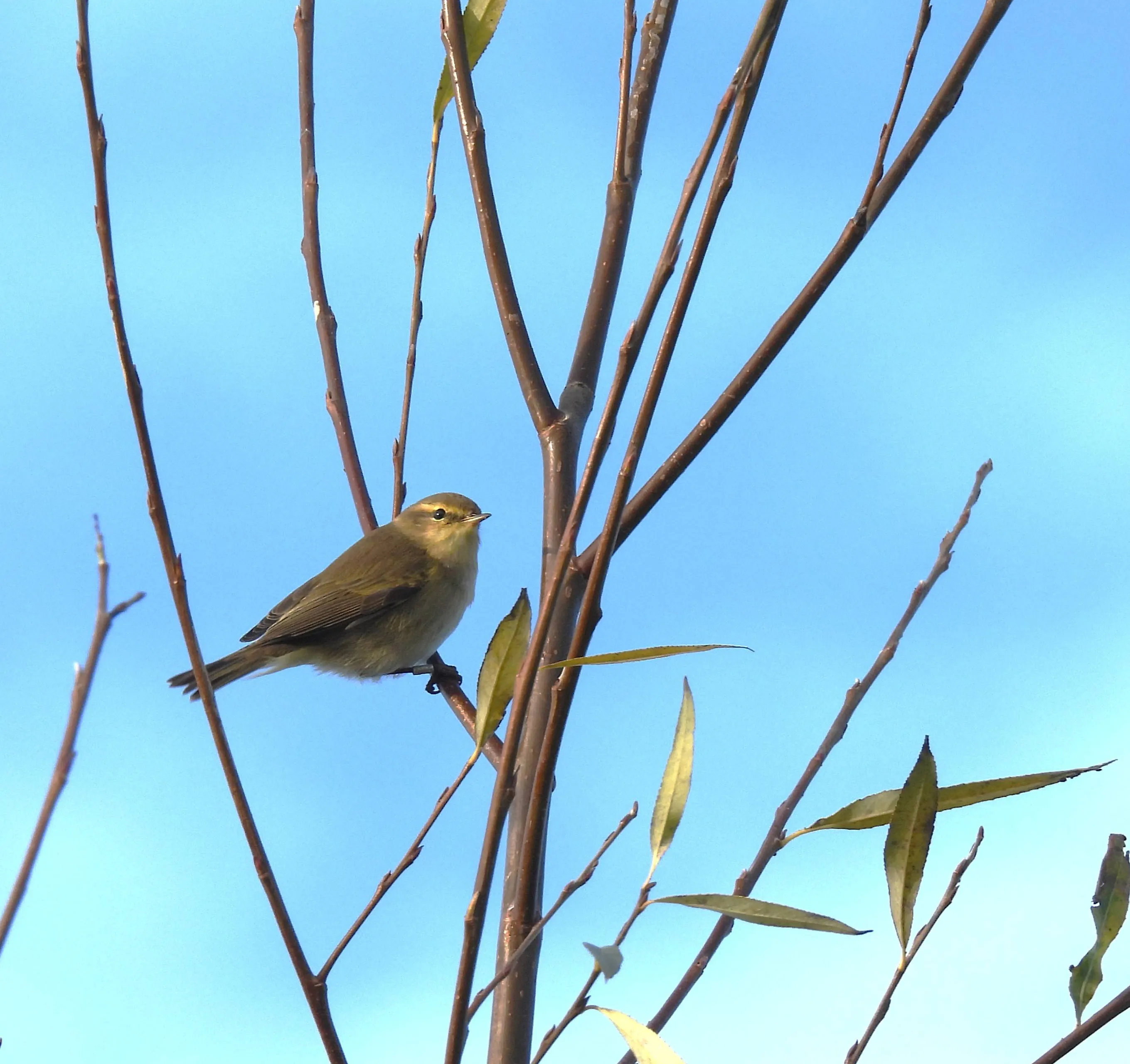 tjiftjaf - harm roseboom sr - nc de ginkel