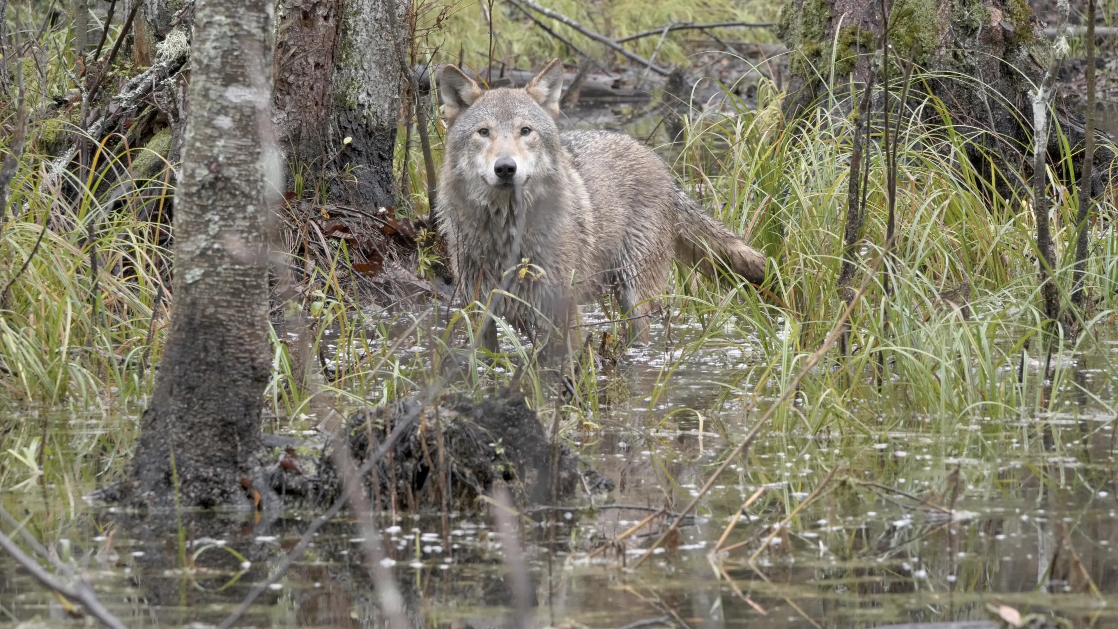 wolf-st-15-jpg-sd-high-photo-by-cees-van-kempen