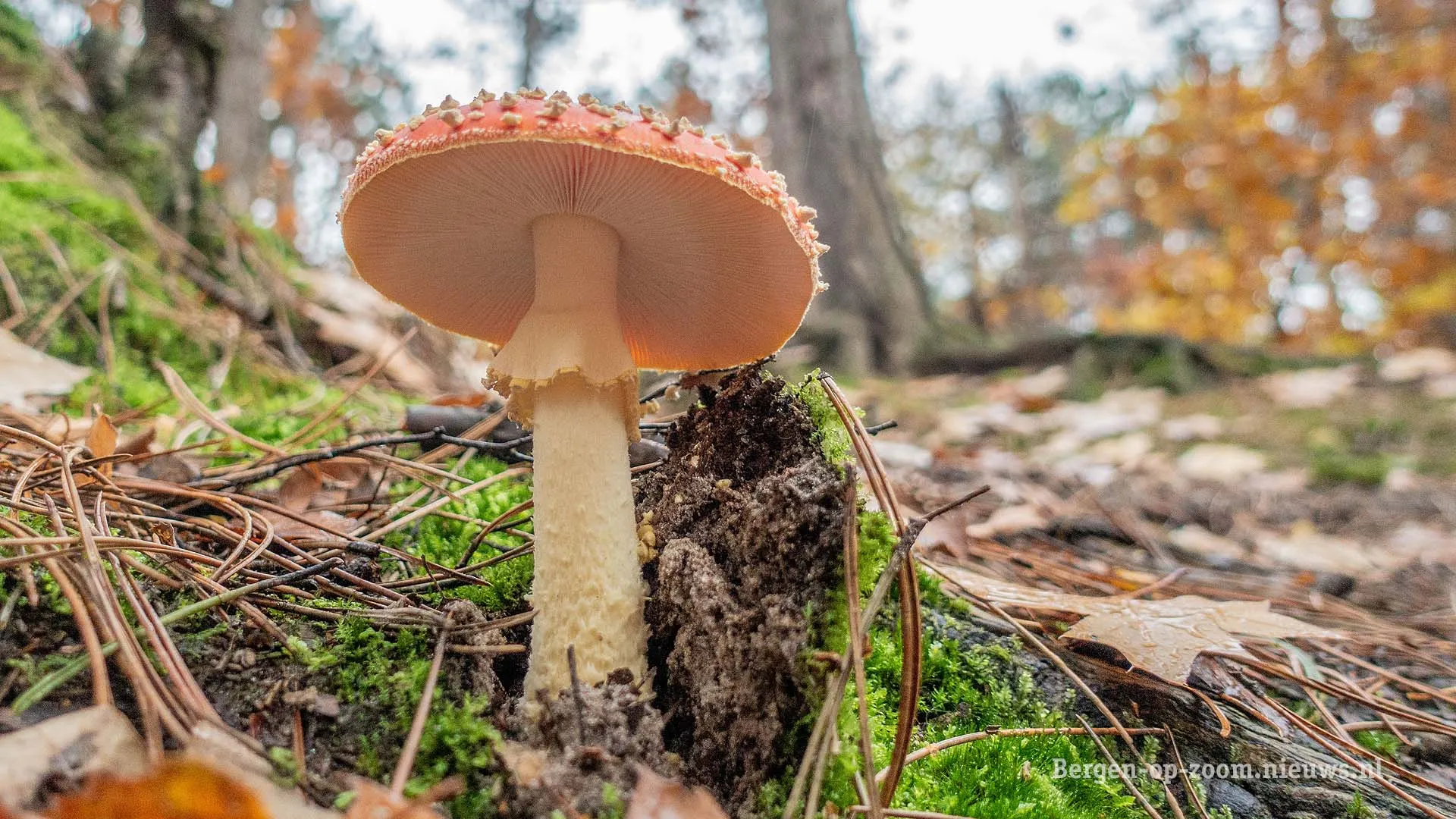 2020 herfst 001