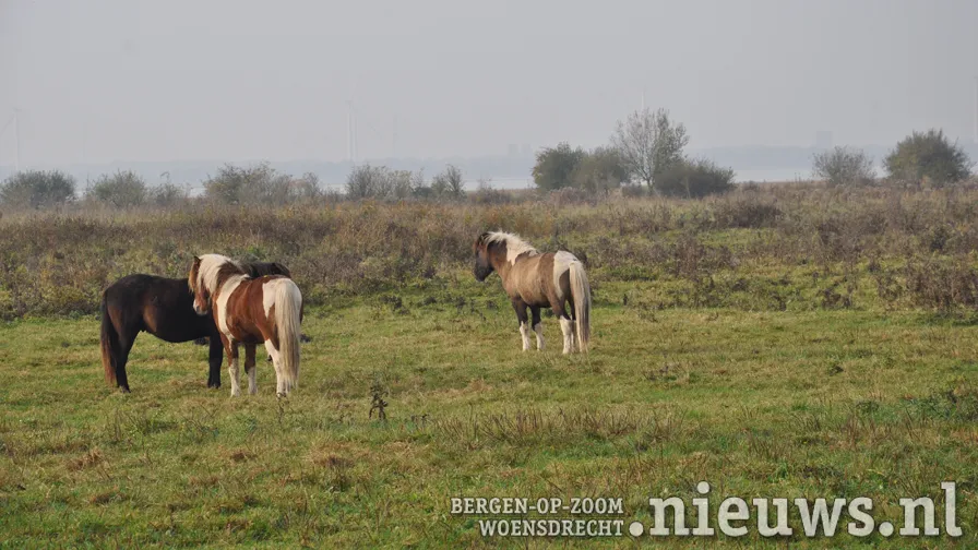 zoogdieren foto leo den heijer