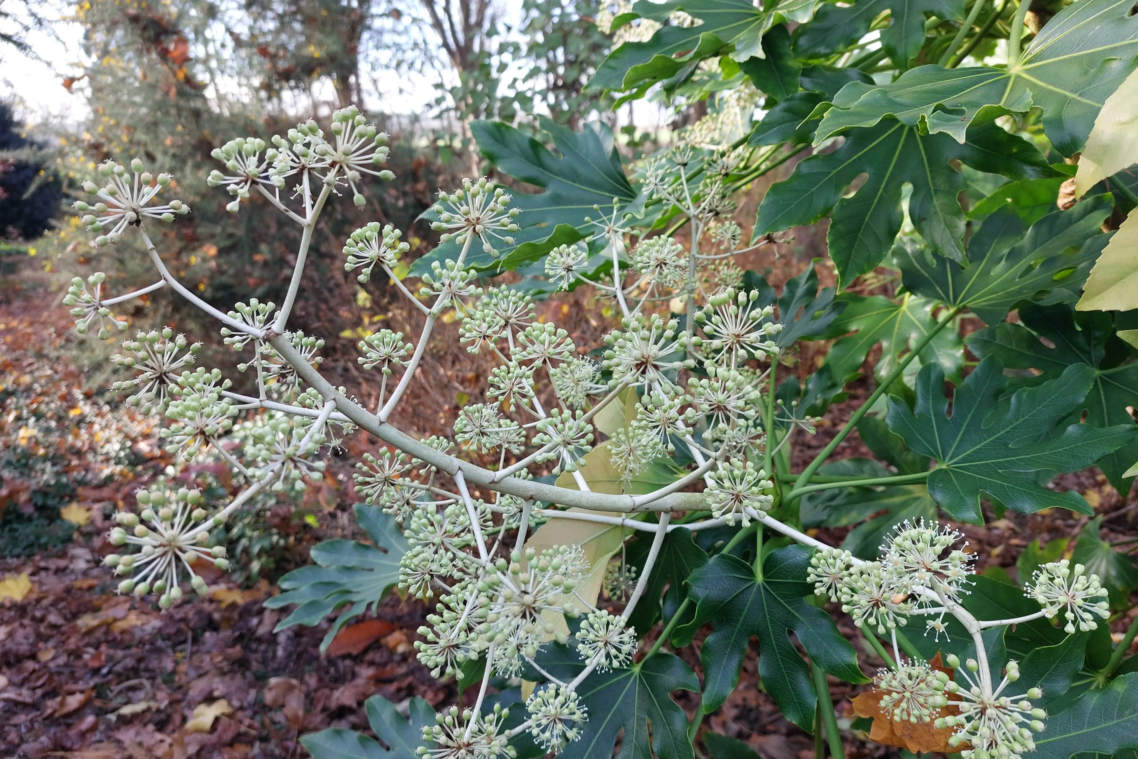 Fatsia Japonica 2